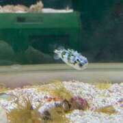 ヒメ日記 2026/03/20 23:35 投稿 はづき 京都の痴女鉄道