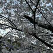 はづき 葉桜になりつつ 京都の痴女鉄道