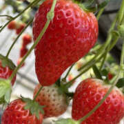 ヒメ日記 2025/03/08 19:02 投稿 雨宮えりか 華女(かのじょ) 松山店