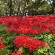 ヒメ日記 2025/10/06 08:44 投稿 夢乃(ゆめの) ビッグバード