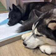 ヒメ日記 2025/08/24 08:28 投稿 うみ 東京アロマスタイル