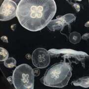 ヒメ日記 2026/04/20 12:38 投稿 うみ 東京アロマスタイル