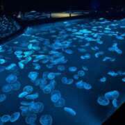 ヒメ日記 2025/01/21 12:31 投稿 りあ Sakura Spa