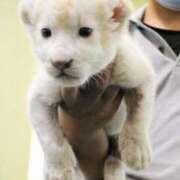 ヒメ日記 2025/03/03 23:52 投稿 九重さちよ 五十路マダム 岐阜店