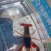 ヒメ日記 2025/03/18 13:08 投稿 九重さちよ 五十路マダム 岐阜店