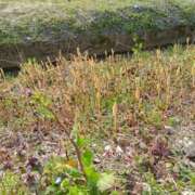 ヒメ日記 2025/03/26 17:42 投稿 九重さちよ 五十路マダム 岐阜店