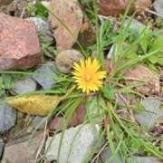 ヒメ日記 2025/03/31 19:46 投稿 九重さちよ 五十路マダム 岐阜店