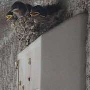 ヒメ日記 2025/07/27 16:44 投稿 九重さちよ 五十路マダム 岐阜店