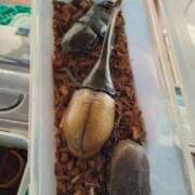 ヒメ日記 2025/07/27 17:24 投稿 九重さちよ 五十路マダム 岐阜店