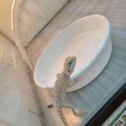 ヒメ日記 2025/08/17 19:28 投稿 九重さちよ 五十路マダム 岐阜店