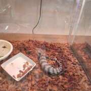 ヒメ日記 2025/08/17 19:34 投稿 九重さちよ 五十路マダム 岐阜店