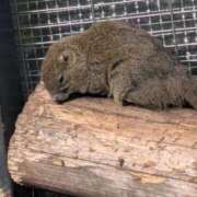 ヒメ日記 2026/02/17 16:00 投稿 九重さちよ 五十路マダム 岐阜店