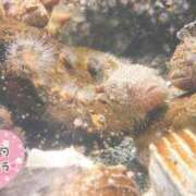 ヒメ日記 2025/03/23 02:50 投稿 せいら 虹色メロンパイ 横浜店