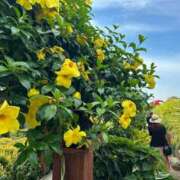 ヒメ日記 2025/08/06 15:48 投稿 せいら 虹色メロンパイ 横浜店