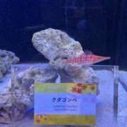 ヒメ日記 2026/09/27 14:17 投稿 せいら 虹色メロンパイ 横浜店