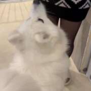 ヒメ日記 2025/03/18 13:56 投稿 せいら かりんと秋葉原