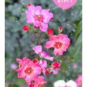 つばめ お花見したいな?? 横浜シンデレラ（シンデレラグループ）