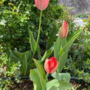 ヒメ日記 2025/04/17 00:44 投稿 あき 奥様鉄道69 岡山店