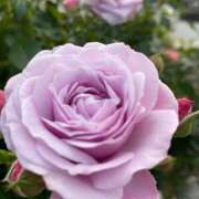 ヒメ日記 2025/06/05 15:59 投稿 あき 奥様鉄道69 岡山店