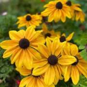 ヒメ日記 2025/07/13 11:19 投稿 あき 奥様鉄道69 岡山店