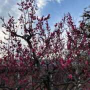 ヒメ日記 2026/02/06 12:21 投稿 あき 奥様鉄道69 岡山店