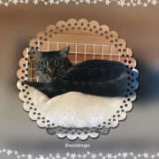 ヒメ日記 2025/02/10 19:52 投稿 れん バイオレンス