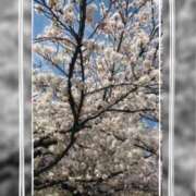 ヒメ日記 2025/04/02 05:25 投稿 れん バイオレンス