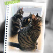 ヒメ日記 2025/08/31 07:45 投稿 れん バイオレンス