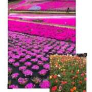 ヒメ日記 2026/04/09 05:25 投稿 れん バイオレンス