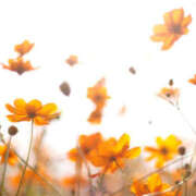 ヒメ日記 2025/09/30 22:08 投稿 大原真千子 五十路マダム愛されたい熟女たち 津山店