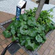 ヒメ日記 2025/06/10 15:57 投稿 若菜(わかな) 八王子人妻城