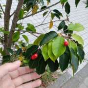 ヒメ日記 2025/12/03 12:33 投稿 若菜(わかな) 八王子人妻城