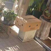 ヒメ日記 2026/01/31 14:48 投稿 若菜(わかな) 八王子人妻城