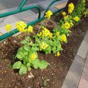 ヒメ日記 2026/03/30 11:33 投稿 若菜(わかな) 八王子人妻城