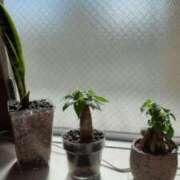 ヒメ日記 2025/07/21 09:10 投稿 つぐみ 北九州人妻倶楽部（三十路、四十路、五十路）