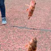 ヒメ日記 2026/04/22 20:17 投稿 つぐみ 北九州人妻倶楽部（三十路、四十路、五十路）