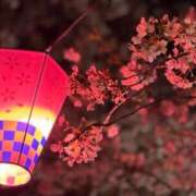 ヒメ日記 2025/04/08 09:43 投稿 さき フェアリードール