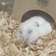 ヒメ日記 2025/05/18 09:50 投稿 さき フェアリードール