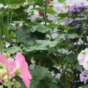 ヒメ日記 2025/05/13 05:14 投稿 鶴野姉さん 男性機能鍛錬道場