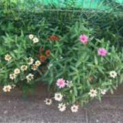 ヒメ日記 2025/10/14 06:11 投稿 鶴野姉さん 男性機能鍛錬道場