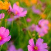 ヒメ日記 2025/10/30 13:27 投稿 鶴野姉さん 男性機能鍛錬道場