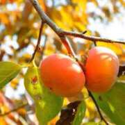 ヒメ日記 2025/11/01 21:53 投稿 鶴野姉さん 男性機能鍛錬道場