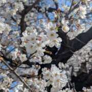 ヒメ日記 2025/04/05 11:46 投稿 アン #AMUSE甲府店