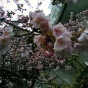 ヒメ日記 2025/03/08 11:39 投稿 上原姉さん 男性機能鍛錬道場