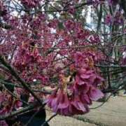 ヒメ日記 2025/03/20 14:35 投稿 上原姉さん 男性機能鍛錬道場