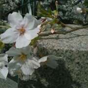 ヒメ日記 2025/03/30 12:12 投稿 上原姉さん 男性機能鍛錬道場