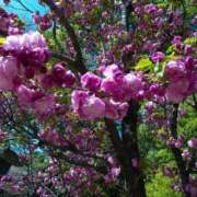 ヒメ日記 2025/04/09 16:58 投稿 上原姉さん 男性機能鍛錬道場