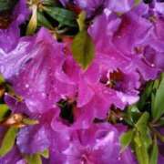 ヒメ日記 2025/05/02 13:12 投稿 上原姉さん 男性機能鍛錬道場