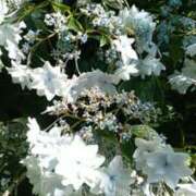 ヒメ日記 2025/06/16 12:16 投稿 上原姉さん 男性機能鍛錬道場