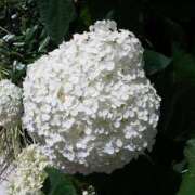 ヒメ日記 2025/06/22 11:35 投稿 上原姉さん 男性機能鍛錬道場